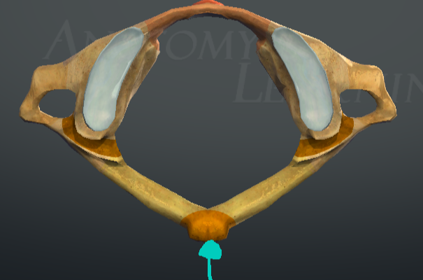 <p>tuberculum posterius </p>