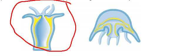 <p>what / example</p>