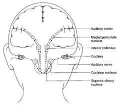 <p>Nerve fibres from each cochlea synapse in a number of sites on the way to the primary auditory cortex </p><p>- The cochlear nucleus </p><p>- The superior olivary nucleus </p><p>- The inferior colliculus </p><p>- The medial geniculate nucleus</p><p>The signal arriving at the cochlear nucleus splits and goes to each of the superior olivary nuclei </p><p>Beyond this point, input from both ears is present in both hemispheres</p>
