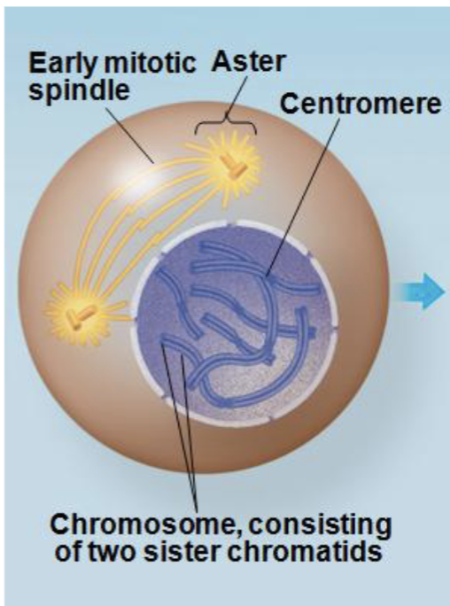 <ol><li><p><strong>Prophase</strong>: <strong>Chromatin</strong> <strong>condenses</strong>, <strong>chromosomes</strong> <strong>shorten</strong> and <strong>thicken</strong>, and <strong>mitotic</strong> <strong>spindle</strong> <strong>forms</strong></p></li></ol><p></p>