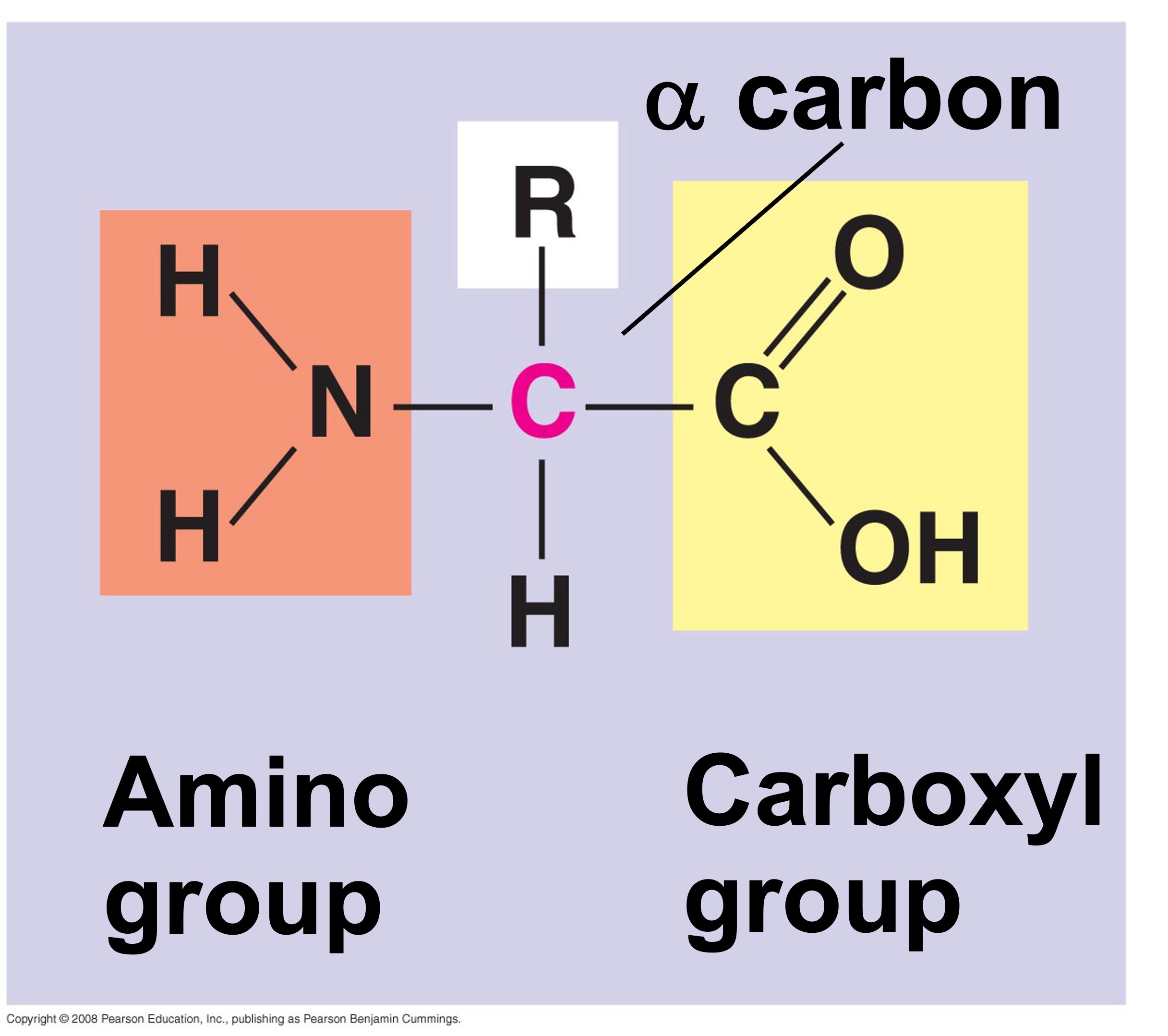 <p>central carbon bound to an amino group, a carboxyl group, a hydrogen, and a variable R- group (radical group)</p><ul><li><p>r-group determines characteristics of the amino acid: nonpolar, polar, acidic, basic</p></li><li><p>linked together by dehydration synthesis forming a peptide bond</p></li><li><p>ex: glycine (r-group is an H, nonpolar), cystenine (r-group is SH-CH2, polar)</p></li></ul><p></p>