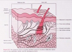 <p>Sensory receptors for light touch and pressure.</p>