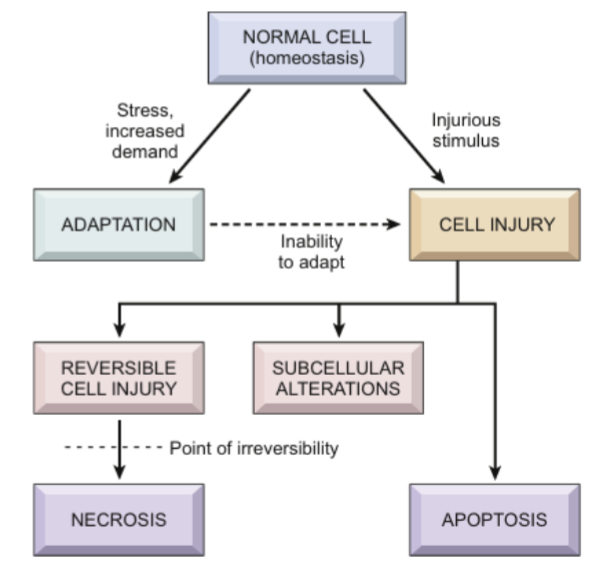 <p>Cells and tissues attempt to maintain their milieu and function within a relatively narrow range of physiologic parameters</p><p></p>