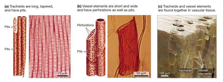 <p>Xylem: Structure & Function</p>