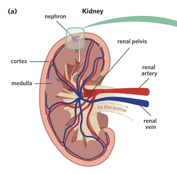 <p></p><ul><li><p><span style="background-color: transparent;"><strong>Cortex (outer layer)</strong> → contains:</span></p><ul><li><p><span style="background-color: transparent;">Glomerulus</span></p></li><li><p><span style="background-color: transparent;">Bowman’s capsule</span></p></li><li><p><span style="background-color: transparent;">Proximal Convoluted Tubule (PCT)</span></p></li><li><p><span style="background-color: transparent;">Distal Convoluted Tubule (DCT)</span></p></li></ul></li><li><p><span style="background-color: transparent;"><strong>Medulla (inner layer)</strong> → contains:</span></p><ul><li><p><span style="background-color: transparent;">Loop of Henle</span></p></li><li><p><span style="background-color: transparent;">Collecting Duct</span></p></li></ul></li></ul><p></p>