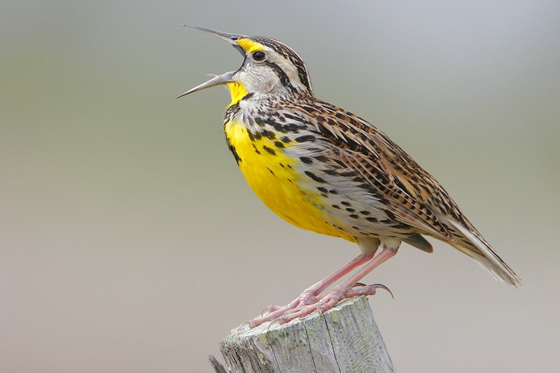 <p>Eastern Meadowlark</p>