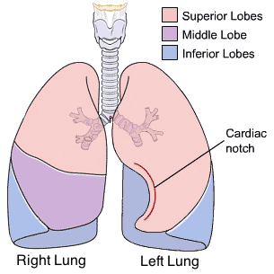<p>makes space for <strong>apex</strong> of heart (<strong>left lung</strong>)</p>