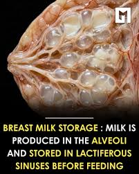 <p>lactiferous sinus</p>