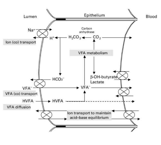 <p>Sodium co-transport → water follows → bicarb is generated</p><ul><li><p>Critical for maintaining a stable pH</p></li></ul><p></p>