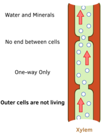 <ul><li><p>water and mineral ions move in <strong>one direction</strong> only</p></li><li><p>in woody trees the dead xylem makes up most of the wood and the phloem is just under the bark</p></li></ul><p></p>