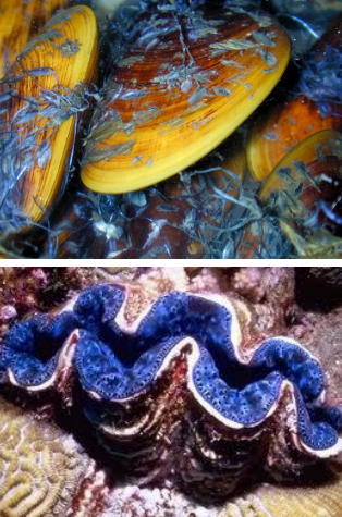 <p>Cambrian - Recent (541-0 Ma)</p><p>No ‘head’</p><p>Paired calcareous valves (aragonite, calcite or both) united by a dorsal hinge with connecting ligament of elastic protein and with or without teeth/sockets</p><p>Gills modified for filter feeding/respiration/housing symbiotic bacteria(nutrient processing)</p><p>Plane of symmetry: In equivalved species = parallel to plan of commissure, In inequivalved species = may not have a symmetry plane</p><p>Orientation = Left/right valves, Dorsal/ventral, Anteroir/posterior</p><p>Adductor muscle scar = close shells</p><p>Boring = drills or bores into hard substrates for protection</p><p>Commissure = the line or surface where the two valves meet when the shell is closed</p><p>Epifaunal = live on top of the substrate (attached to rocks or resting on sea floor)</p><p>Gape = permanent opening between the valves</p><p>Hinge = ligament + definition; often support on a hinge plate (shelf)</p><p>Infaunal = live within the substrate (burrowed into sand or mud)</p><p>Ligament = fibrous organic material connecting valves</p><p>Pallial Line = outer line demarcating edge of mantle attachment to valve</p><p>Pallial Sinus = inflation of pallial line where siphons develop</p><p>Shell = protective covering of bivalve</p><p>Teeth/Sockets (dentition) = interlocking structures</p><p>Valve = one of the two shells making up the bivalve</p>