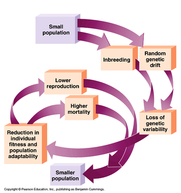 <ul><li><p>Fewer individuals to contribute different alleles to the gene pool. </p></li><li><p>Inbreeding becomes more likely, which reduces genetic diversity over generations. </p></li><li><p>Low genetic diversity in a population increases vulnerability to disease, environmental change, and reduces long-term survival prospects of the species (e.g. Siberian tiger, cheetah).</p></li></ul><p></p>