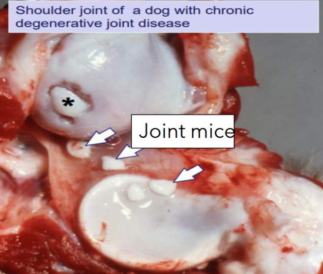 <p>what are these </p>