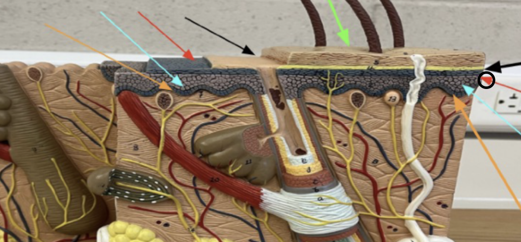 knowt flashcard image