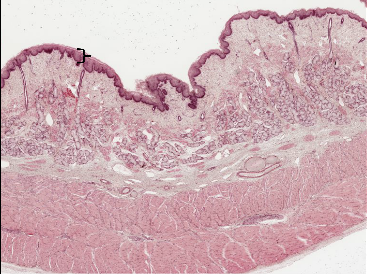 <p>What type of tissue is this?</p>