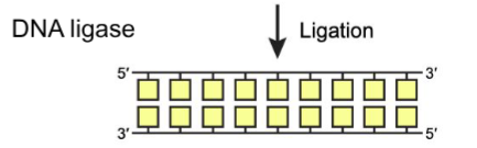 <p>Ligation</p>