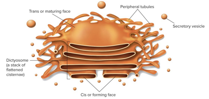 <p>Made of flattened, saclike cisternae stacked on each other (some exceptions). </p><ul><li><p>4 to 8 cisternae in a stack. </p></li></ul><p>Two faces that differ in thickness and content: </p><ul><li><p>Cis face—forming face closest to the ER. </p></li><li><p>Trans face—maturing face farthest from the ER. </p></li></ul><p></p><p><mark data-color="yellow" style="background-color: yellow; color: inherit;">Function: </mark></p><ul><li><p><span style="color: red;">Packages materials and prepares them for secretion.</span></p></li></ul><p></p>