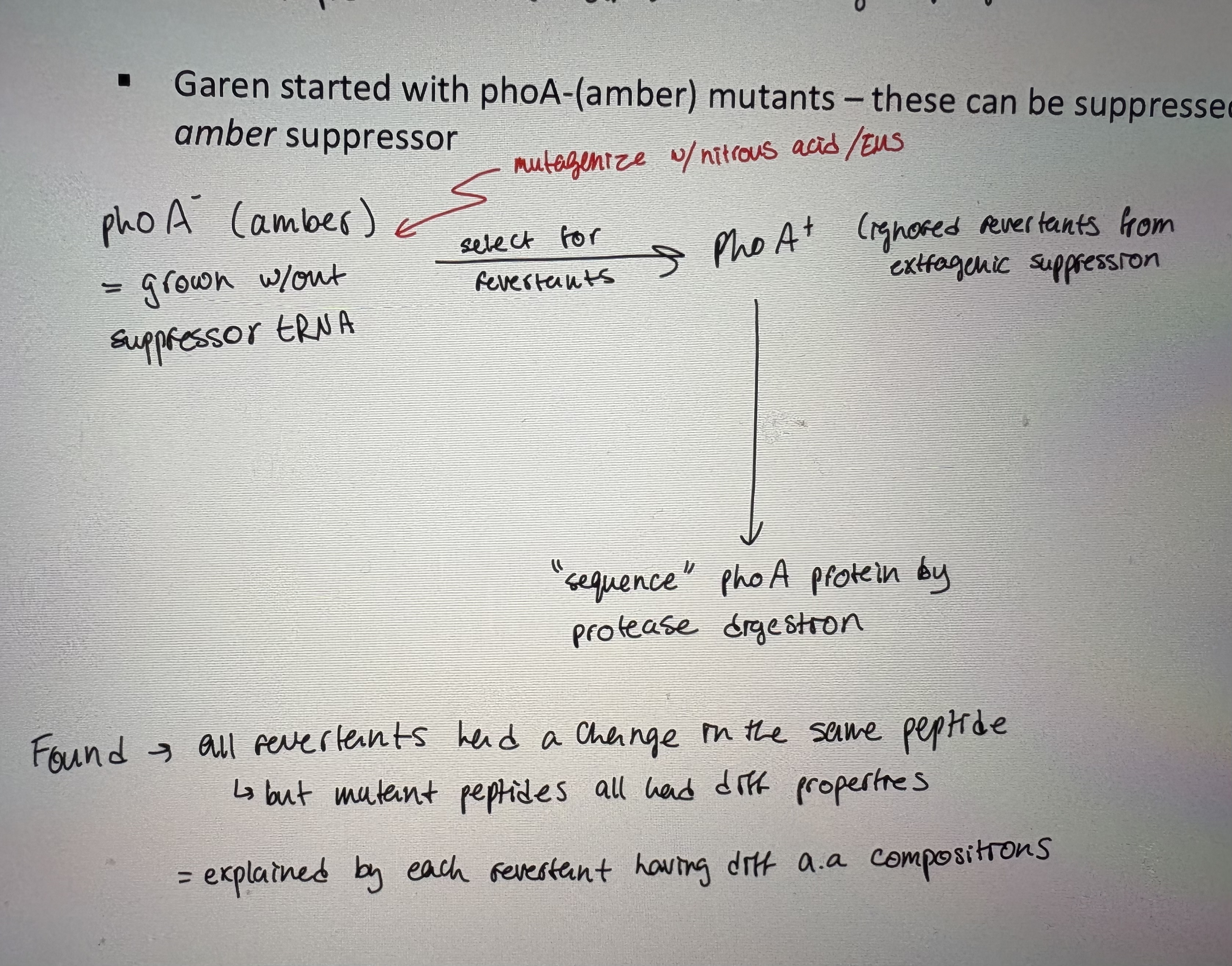 <p>Detection of a nonsense suppressor </p>