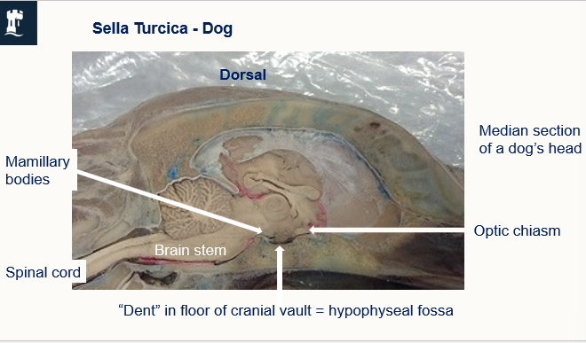 <p>hypophyseal fossa </p>