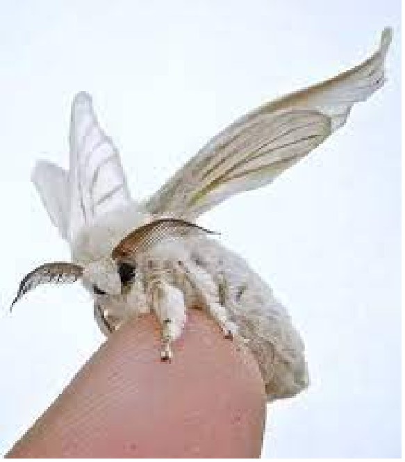 <p>rad:</p><p>druh:</p>