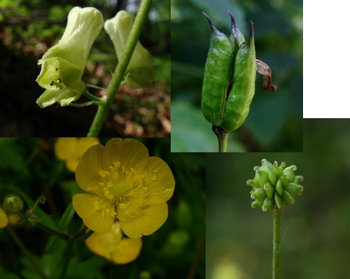 <p><span>Ranunculaceae</span></p>