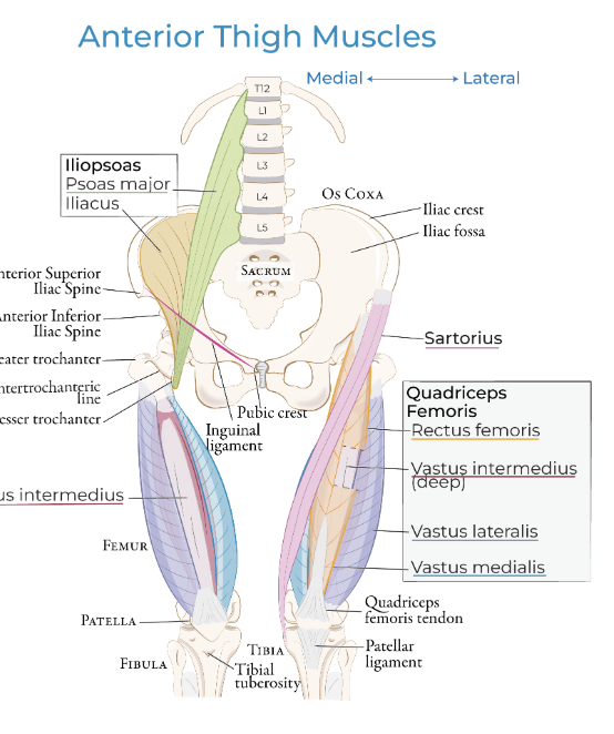 <p>What areas does the<span style="color: rgb(255, 253, 116);"><strong> L3 dermatome</strong></span> cover?</p>