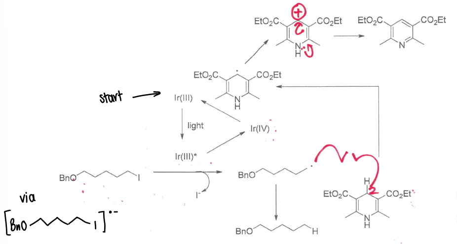 <p>The Ir catalyst is excited, reacting with the reagent to form a radical.</p>