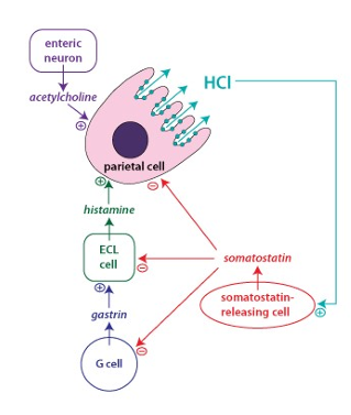 <ul><li><p>Acetylcholine - enteric neurons </p></li><li><p>Histamine - ECL cells </p></li><li><p>Gastrin - G cells </p></li></ul><p></p>