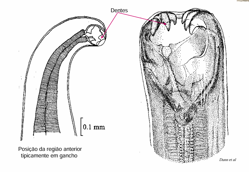 <p><em><mark data-color="purple" style="background-color: purple; color: inherit;">Ancylostoma caninum</mark></em> </p>