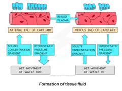 <p>towards end of capillaries, hydrostatic pressure is lowered due to loss of liquid, but water potential is very low</p><p>water re-enters capillaries by osmosis</p><p>equilibrium of liquid will be absorbed</p><p>remaining tissue fluid absorbed into lymphatic system, which eventually drains back into the bloodstream near the heart</p>