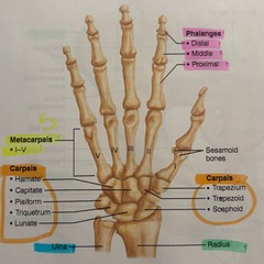 <p>thumb</p>