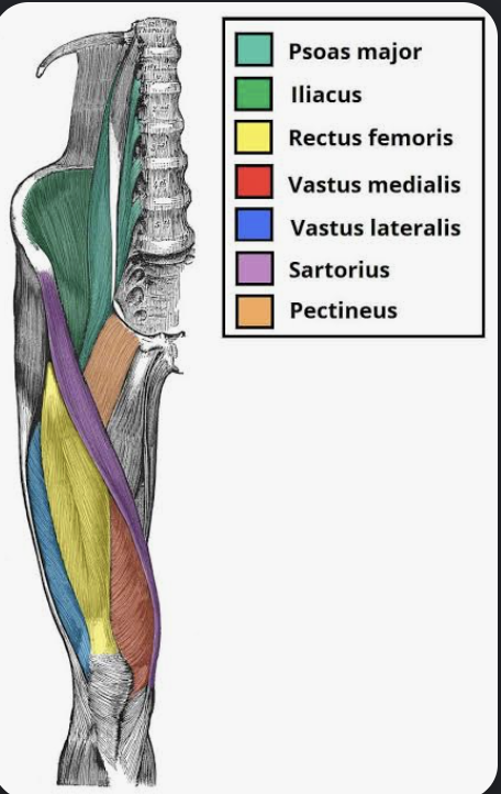 <p>Actions- Knee extension.</p><p>Functional Groups- Quadriceps femoris; knee extensors.</p><p>Synergists- Rectus femoris, vastus medialis, vastus intermedius.</p><p>Antagonists- Biceps femoris, semitendinosus, semimembranosus.</p>