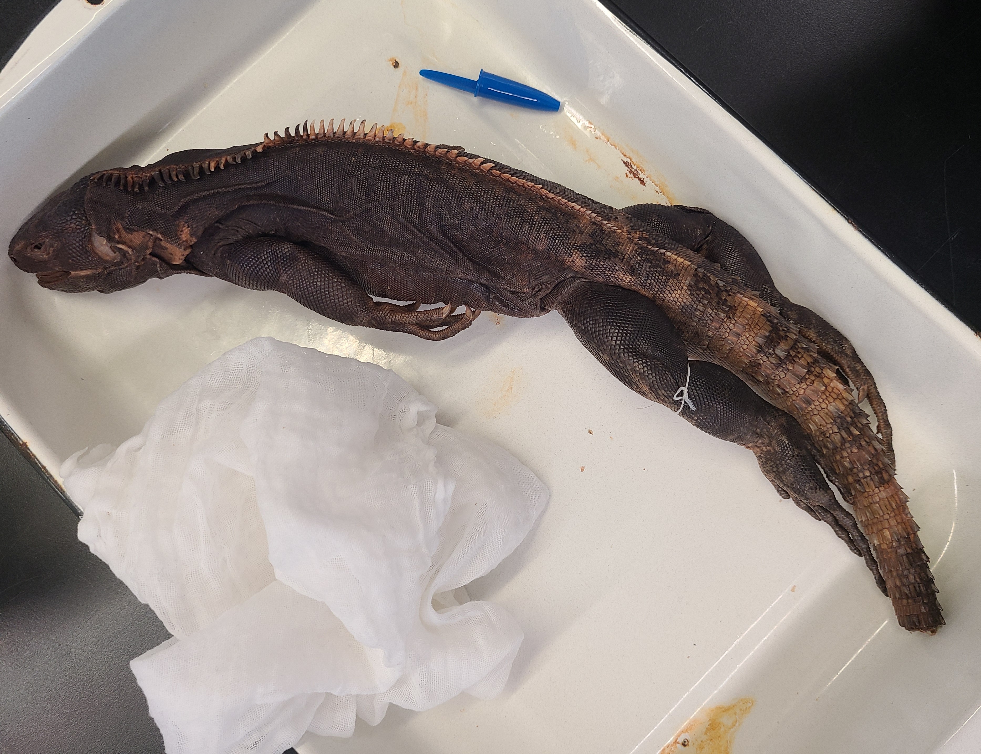 <p>Order and Family of Ctenosaura sp.</p>