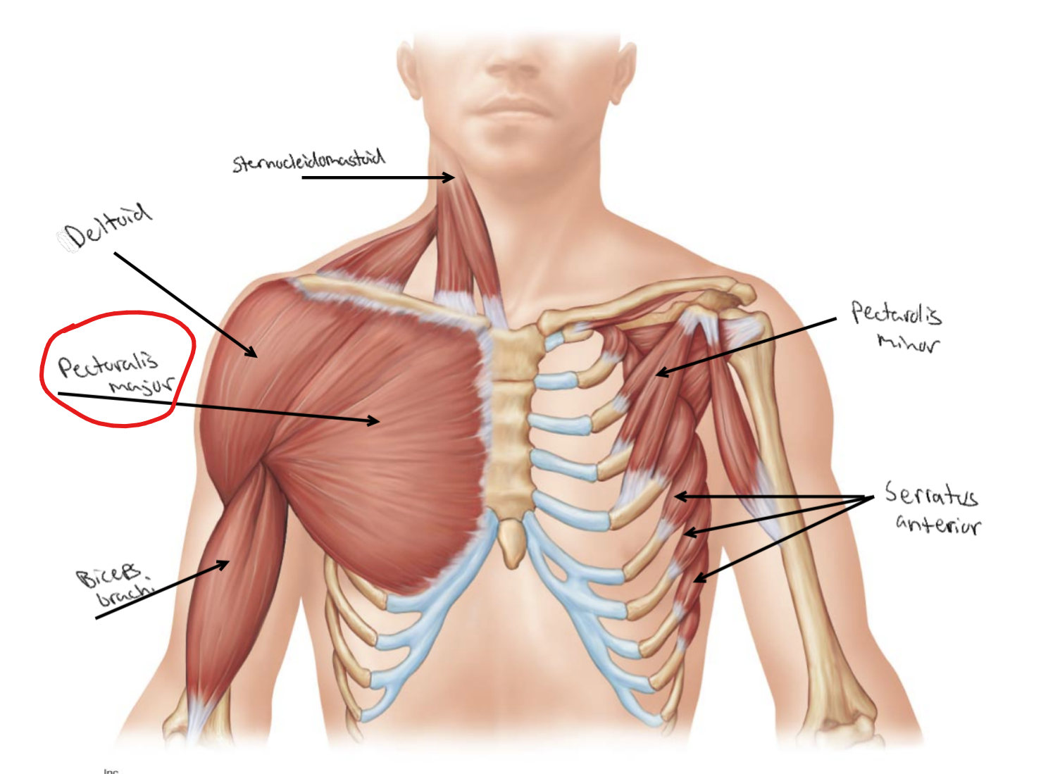 <p>What is the action for the <strong><u>Pectoralis major</u></strong>?</p>