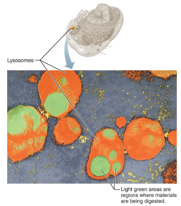 <p>Fill in the blanks:</p><ul><li><p><span style="background-color: transparent;"><strong>Lysosomes</strong>—membrane-walled sacs containing ___ ___</span></p><ul><li><p><span style="background-color: transparent;">Digest ___ substances</span></p></li><li><p><span style="background-color: transparent;">Are the cell’s “demolition crew”</span></p></li></ul></li></ul><p></p>