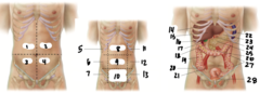 <p>14</p>