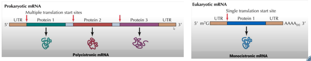 <p><strong><u>Two special structures</u></strong> of eukaryotic mRNA</p>