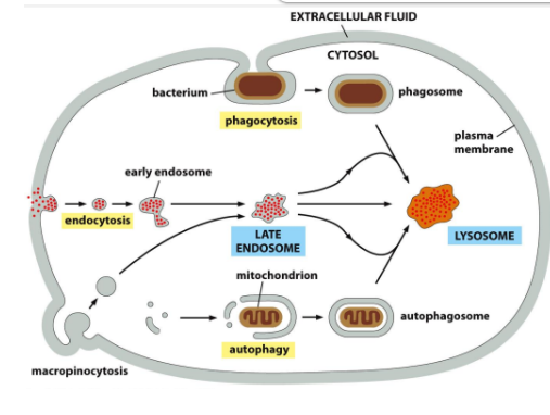 <ul><li><p><span style="background-color: transparent;"><strong>Self eating</strong></span></p></li><li><p><span style="background-color: transparent;"><strong>Important in growth and development (helps restructure differentiating cells</strong></span></p></li><li><p><span style="background-color: transparent;"><strong>Unlike proteasome, can digest large object</strong></span></p></li></ul><p></p>