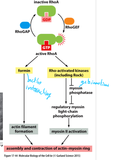 <ul><li><p>Rho-A GEF activates Rho-A at cell cortex</p></li></ul><p>This activates</p><ul><li><p>formin; stimulates actin filament polymerization</p></li><li><p>Rho-activated kinases, which activate myosin II</p></li></ul><p></p>