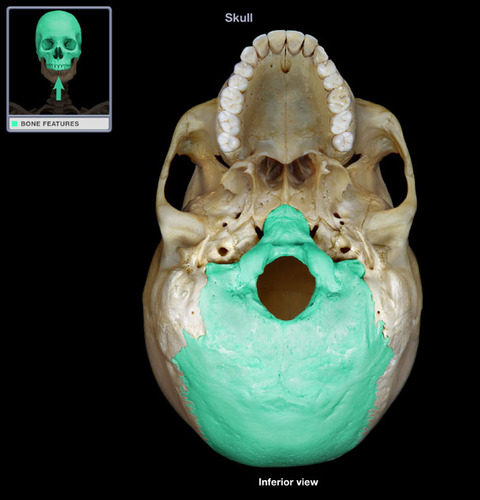 <p>What part of the skull is this?</p>
