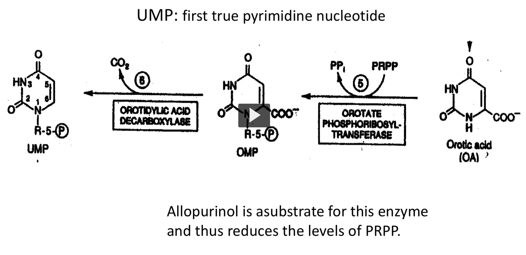 <p>UMP: first true pyrimidine nucleotide, made from Orotic Acid</p>