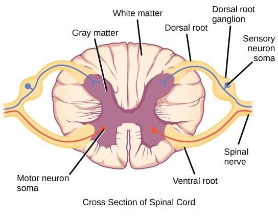 <p><strong>Sensory neurons of the posterior root</strong></p><ul><li><p>Carrying nerve signals from ________ receptors</p></li><li><p>Travel to the posterior _______ where they may synapse with _______</p></li></ul><p></p>