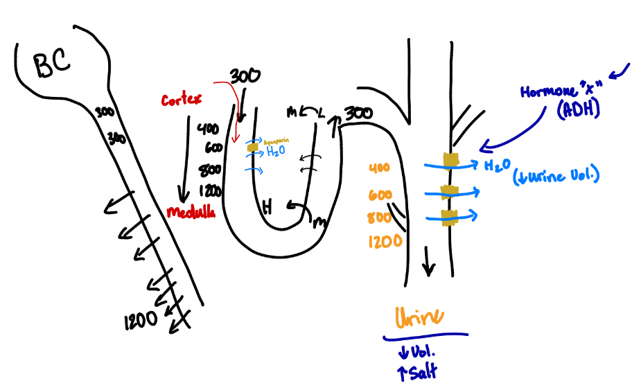 <ul><li><p>Anti-Diuretic Hormone</p><ul><li><p>It increases urine saltiness</p></li><li><p>It decreases urine volume</p></li></ul></li></ul><p></p>