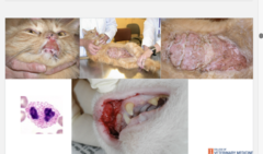 <p>• Miliary dermatitis</p><p>• Eosinophilic granuloma complex (Indolent ulcer, linear granuloma, eosinophilic plaque) </p><p> • Ulcerative dermatitis (head, neck, axilla)</p><p>• Self-induced alopecia/hypotrichosis</p>