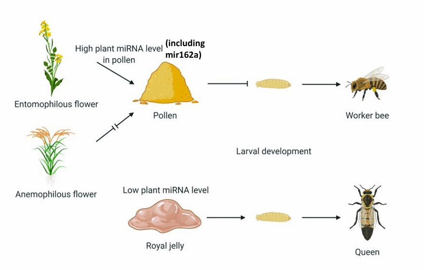 <p>contain miR162a Queen Mandibular Pheromone</p><ul><li><p>bind to 3’ UTR of genes, causing their suppression </p></li><li><p>this miRNA is in pollen</p></li><li><p>causes worker bee</p></li></ul><p></p>