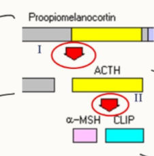 <ol><li><p><strong>prohormone convertase</strong> I - in pars distalis</p></li><li><p><strong>prohormone convertase II -</strong> pars intermedia</p></li></ol><p></p>