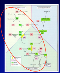 <p>Clotting ability of all factors in the intrinsic pathway except factor XIII; partial thromboplastin substituted for platelet phospholipid; monitors effects of Heparin.</p>