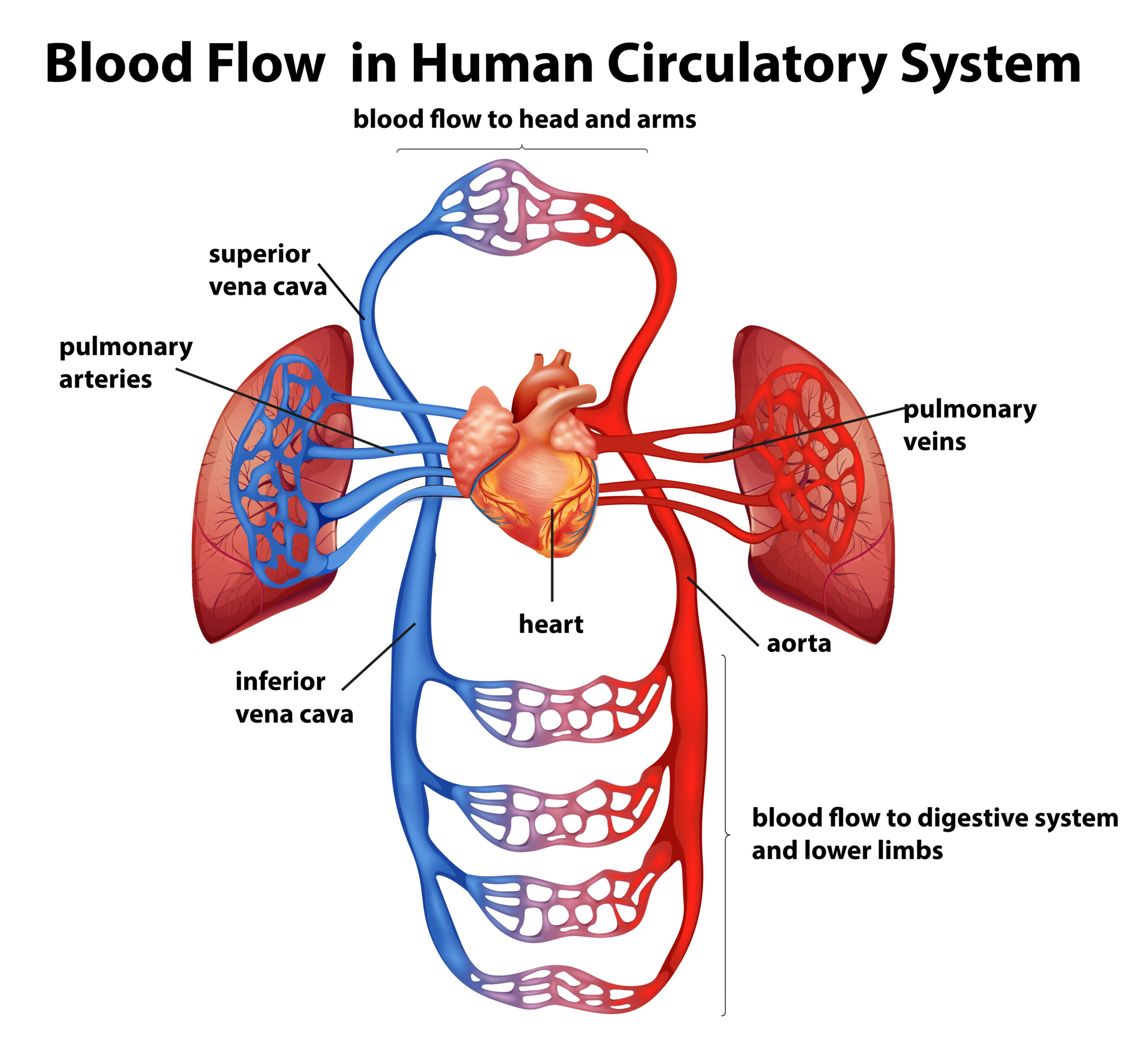 <p>Pulmonary circulation</p>