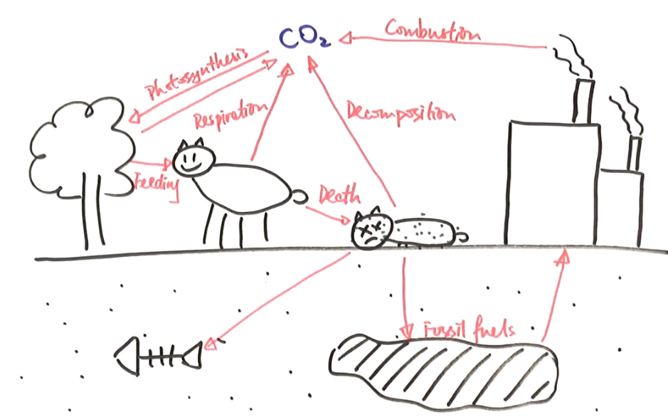 <p>carbon cycle</p>