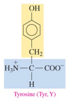 <p>polar amino acid with hydroxyl as R group</p>